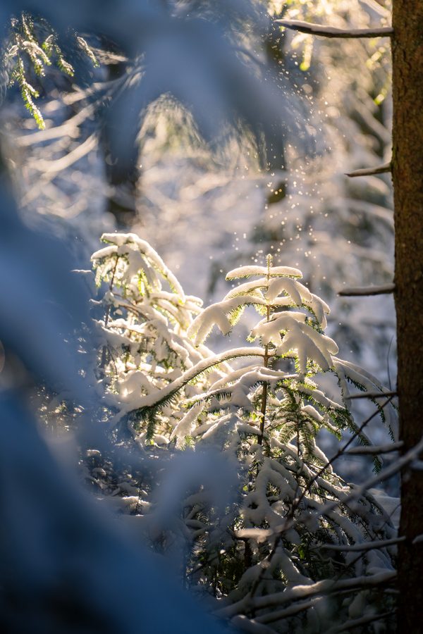 Landschaftsfotografie Schwarzwald – Bild 4