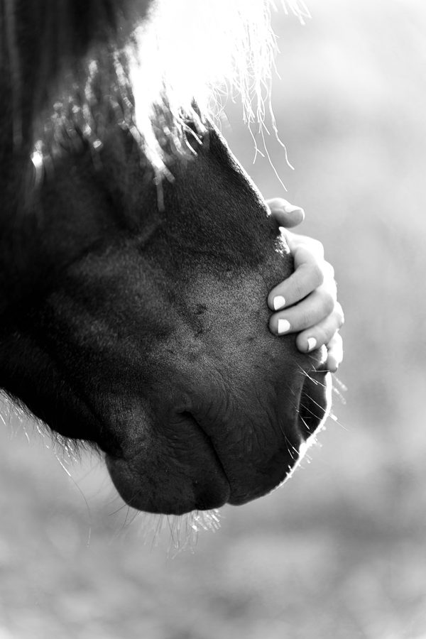 Portrait-Shooting mit Pferd – Bild 8