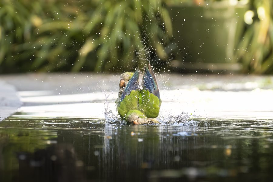Tierfotografie Pferd Papagei Schmetterling – Bild 5