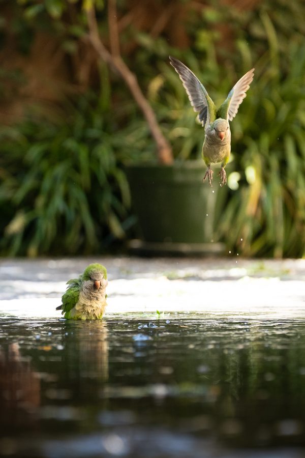 Tierfotografie Pferd Papagei Schmetterling – Bild 6