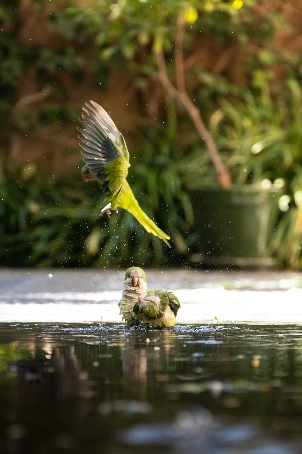 Tierfotografie Pferd Papagei Schmetterling – Bild 7