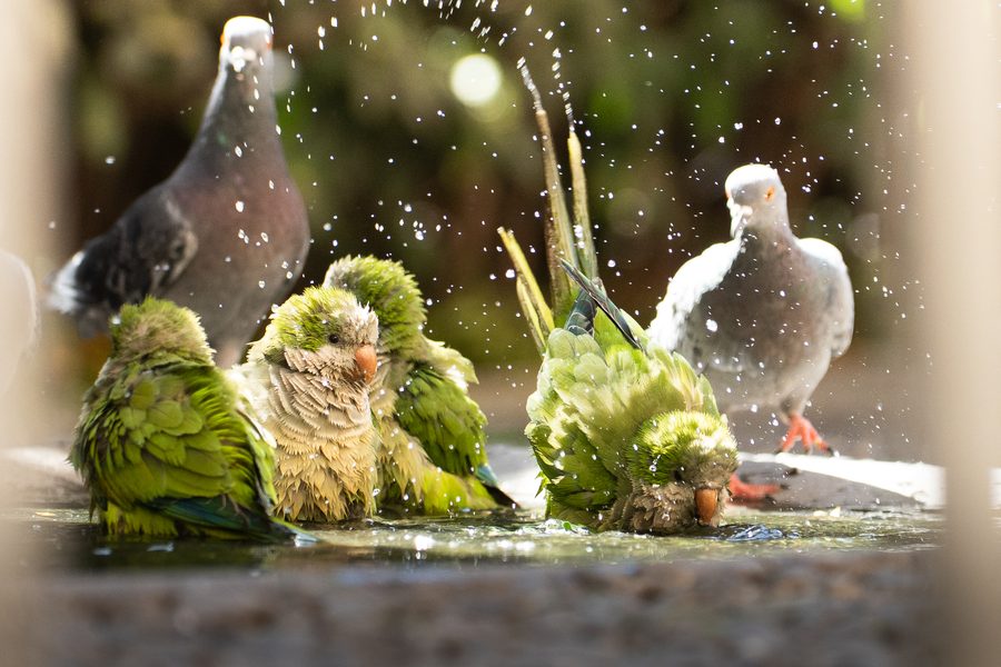 Tierfotografie Pferd Papagei Schmetterling – Bild 8