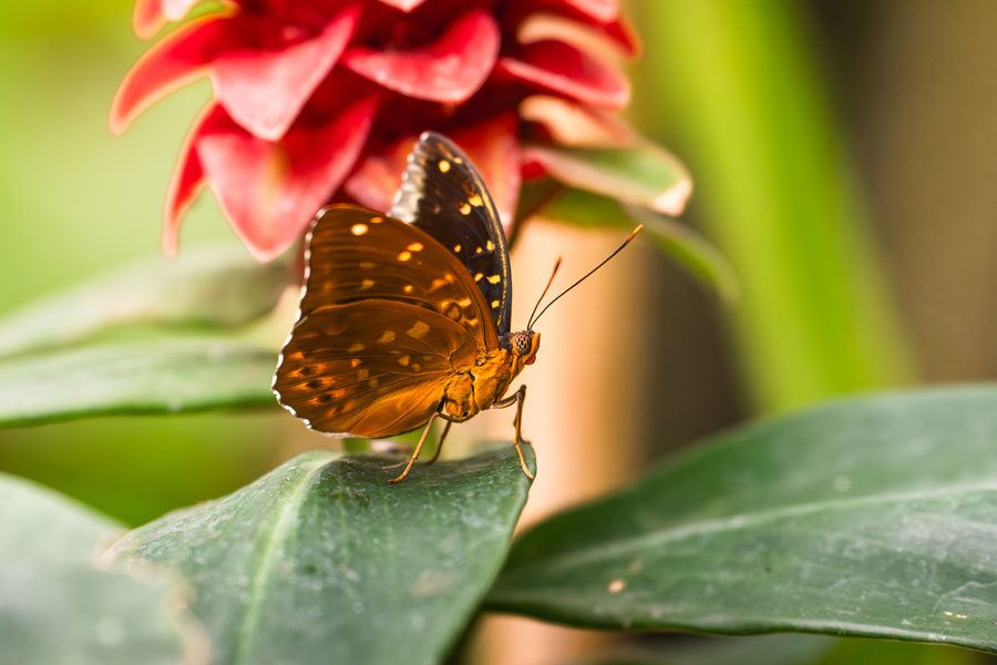 Tierfotografie Pferd Papagei Schmetterling – Bild 10