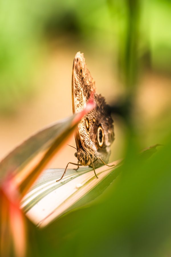 Tierfotografie Pferd Papagei Schmetterling – Bild 11