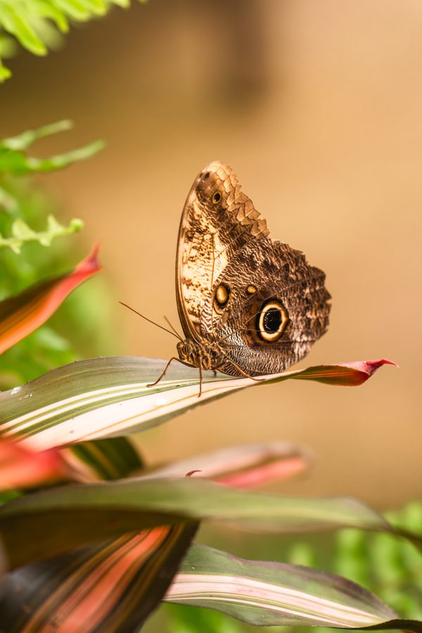 Tierfotografie Pferd Papagei Schmetterling – Bild 12
