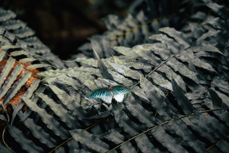 Tierfotografie Pferd Papagei Schmetterling – Bild 9